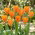 Tulipan Orange Emperor - 5 szt.
