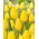 Tulipan Strong Gold - duża paczka! - 50 szt.