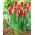 Tulipan Strong Love - 5 szt.