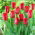 Tulipan Strong Love - 5 szt.