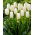 Tulipan Catharina - 5 szt.