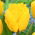 Tulipan Crystal Star - 5 szt.