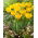 Tulipan Crystal Star - 5 szt.