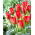 Tulipan Red Alert - 5 szt.
