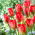 Tulipan Red Alert - 5 szt.