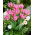 Tulipan Peach Blossom - 5 szt.
