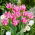 Tulipan Peach Blossom - 5 szt.