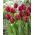 Tulipan Pioneer - 5 szt.