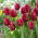 Tulipan Pioneer - 5 szt.