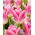 Tulipan Royal Ten - duża paczka! - 50 szt.