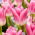 Tulipan Royal Ten - duża paczka! - 50 szt.