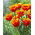 Tulipan Tiano - 5 szt.
