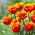 Tulipan Tiano - 5 szt.
