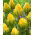 Tulipan Vanilla Coup - 5 szt.