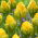 Tulipan Vanilla Coup - duża paczka! - 50 szt.