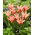 Tulipan Zombie - 5 szt.