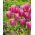 Tulipan Jumbo Pink - duża paczka! - 50 szt.