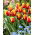Tulipan Andre Citroen - duża paczka! - 50 szt.