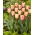 Tulipan Apricot Foxx - 5 szt.