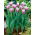 Tulipan Cummins - 5 szt.