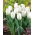 Tulipan Diamond Jubilee - duża paczka! - 50 szt.