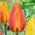 Tulipan El Nino - 5 szt.