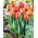 Tulipan Hermitage - duża paczka! - 50 szt.
