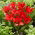 Tulipan Job's Memory - 5 szt.