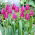 Tulipan Purple Flag - duża paczka! - 50 szt.