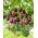 Tulipan Black Bean - 5 szt.