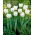 Tulipan Mondial - 5 szt.