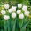 Tulipan Mondial - 5 szt.