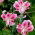 Lilia - Rubrum Uchida