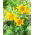 Lilia tygrysia - Yellow Bruse