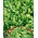 Baby Leaf - Rukola