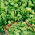 Baby Leaf - Rukola