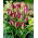 Tulipan Red Beauty - 5 szt.