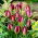 Tulipan Red Beauty - 5 szt.