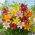 Lilia mix - 1 szt