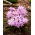 Śnieżnik lśniący różowy - Chionodoxa Rose Queen - 10 szt.