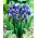 Szafirek szerokolistny - Muscari latifolium - duża paczka! - 100 szt.