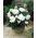 Begonia pełna - biała - duża paczka! - 20 szt.