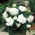 Begonia pełna - biała - duża paczka! - 20 szt.