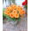 Dalia - Autumn Fairy - duża paczka! - 10 szt.