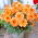Dalia - Autumn Fairy - duża paczka! - 10 szt.