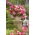 Begonia - Pink Balcony - kwiaty w odcieniach różu - duża paczka! - 20 szt.