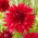 Dalia - Creve Coeur