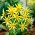 Dalia - Honka