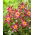 Dalia - Honka Pink