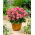 Dalia - Topmix Pink